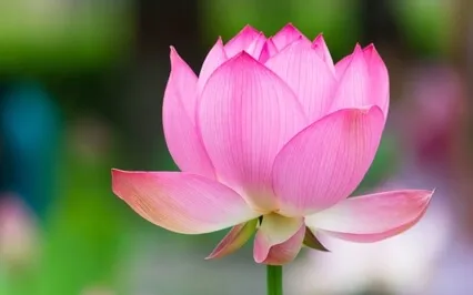 To Understand Oneself Is To Actually See The Me Is Empty