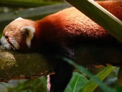 Today I Will: Rest