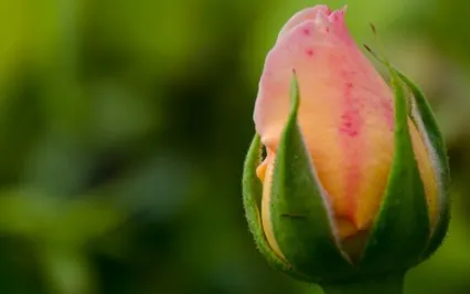 Today Is A Fresh Start