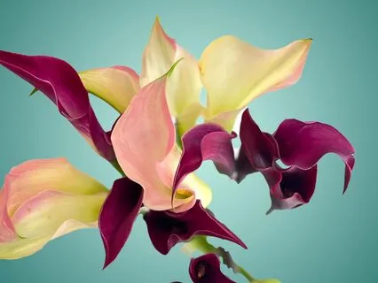 Friday Affirmations #5 : Voice Of Truth