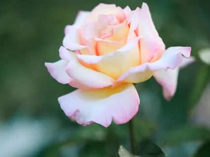 Together In Heart (Piano) 