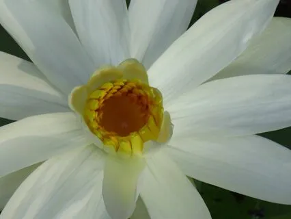 Tonglen - Cutting Through The Ego With Love