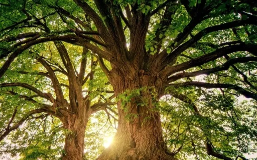 Tonglen. Emotional Photosynthesis