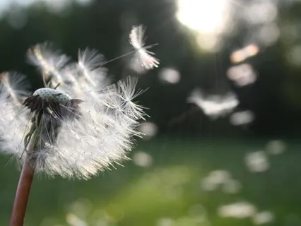 Tonglen For Diminishing The Three Poisons (No Music)