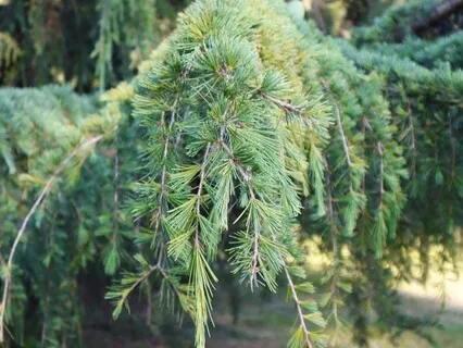 Tonglen For Periods of Discomfort