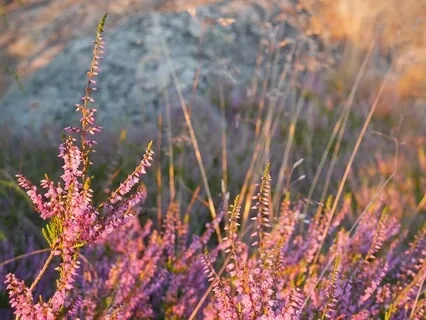 Tonglen med introduktion