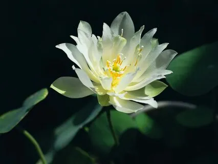 Tonglen Meditation (Arabic)