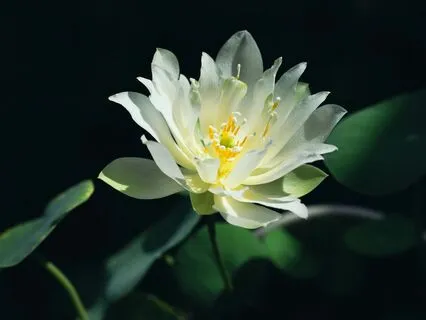 Tonglen Meditation (English)