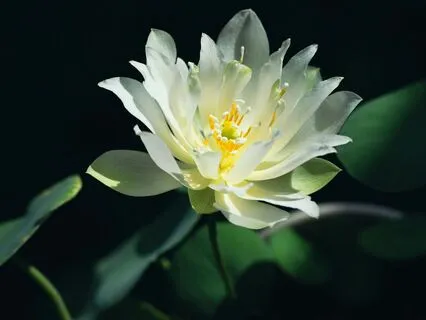 Tonglen Meditation (Kiswahili)