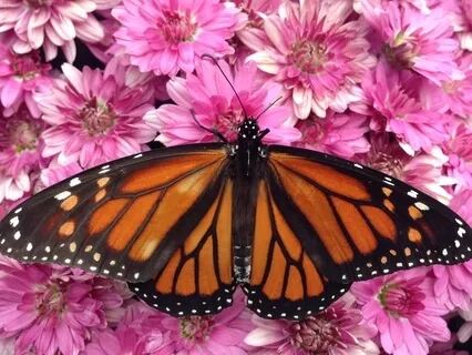 Tonglen Meditation To Deepen Your Compassion