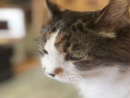 Tongue Drum Music For Stress And Anxiety Relief