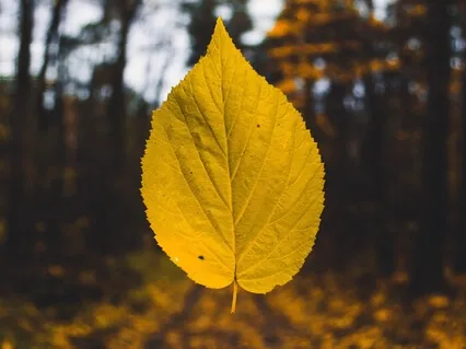 Tonic For Loneliness 