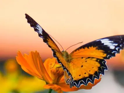 Too Hard On Yourself | The Butterfly's Medicine