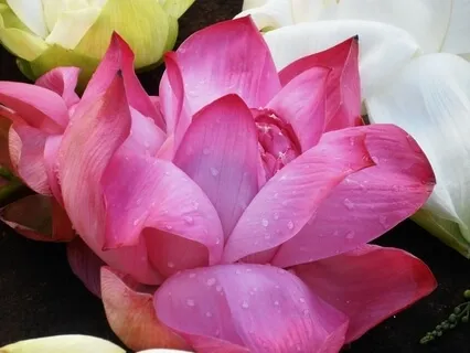 Tools For Life: Body Scan