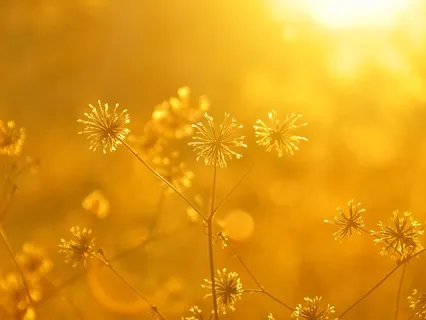 Tools For Life: Meditation