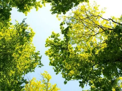 Tooth Archetypes: The Secret Lives Of Teeth