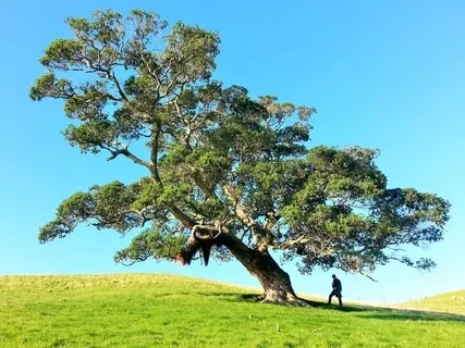 Toppling Tree - Slow and Strong Vinyasa Practice