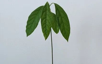 Total Body Relaxation - 10 Minute Body Scan