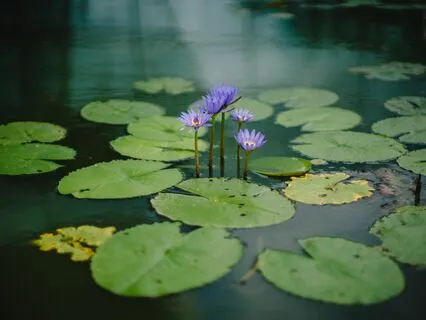 Total Exertion: Zen Practice And Everyday Life