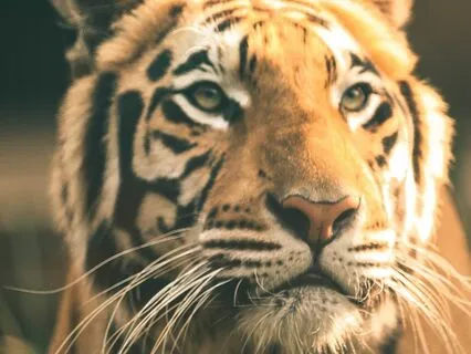 Total Morning Activation