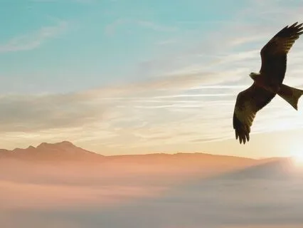 Total Morning Presence