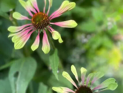 Total Relaxation Nature Visualization & Affirmations