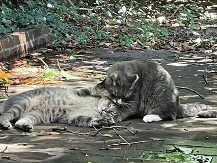 Totally Wild, Part One