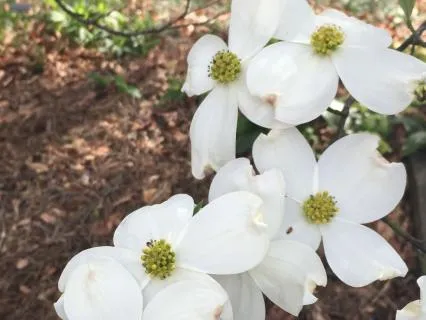 Totally Wild, Part Two