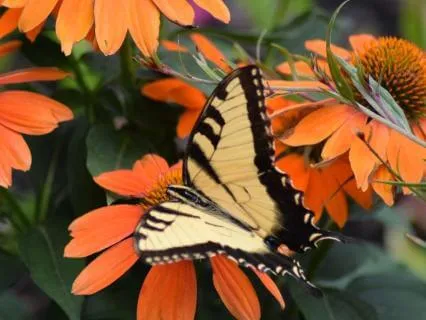 Touch: How Contact With Nature Supports Our Health