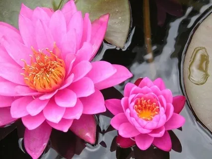 Tourmaline - Balance Your Feminine & Masculine Energy