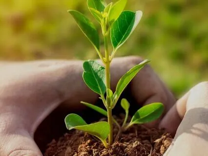 Towards The Light: An Advent Journey - Day 6 Patience