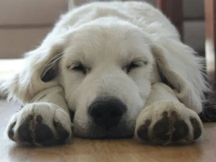 Traditional Yoga Nidra For A Nervous System Reset