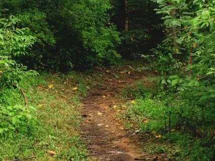 Trail Of Solitude