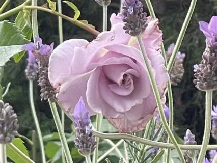 Trailer: Designed To Be Awake