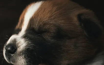 Training The Puppy - Meditation For Beginners 