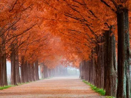 Tranquil Atmospheric Soundscape For Relaxation