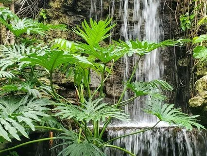 Tranquil Bloom: Music For Focus And Relaxation