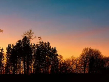 Tranquil Forest At Dusk