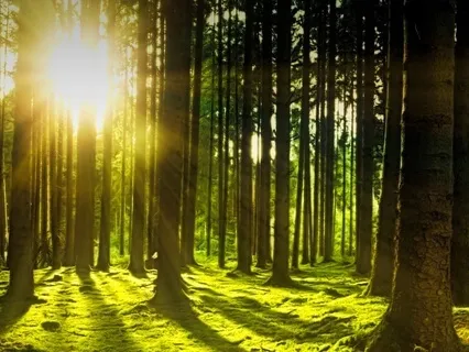 Tranquil Forest Journey: A Deep Relaxation Meditation