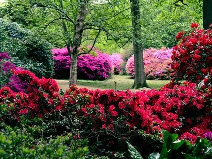 Tranquil Garden Reverie