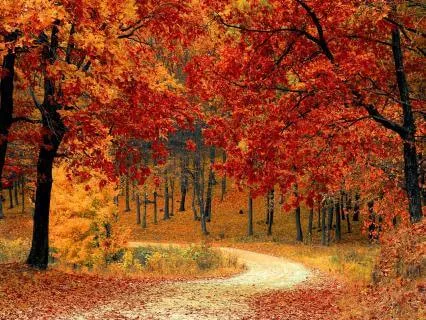 Tranquil Healing: 111Hz Binaural Beats