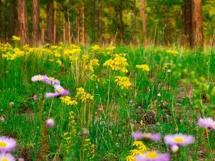 Tranquil Meadow Paths