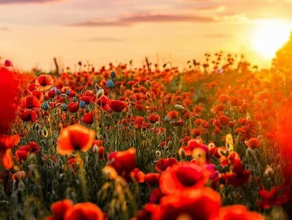 Tranquil Moments - The Pause Within