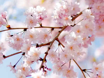 Tranquil - Music For Stress Relief And Anxiety