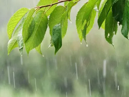 Tranquil Rain & Calming Music For Nervous System Resilience