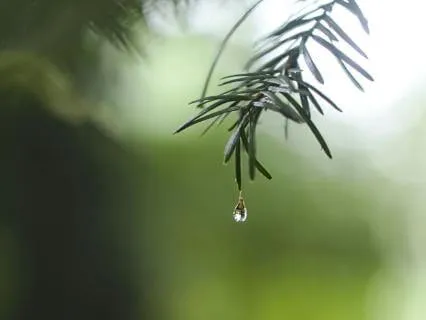 Tranquil Rain For Deep Sleep