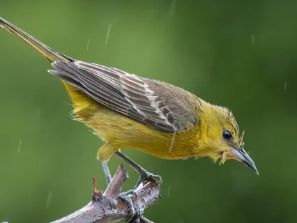 Tranquil Rain & Nature Soundscape W/432Hz -Destress & Relax