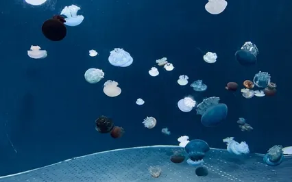 Tranquil Reflections: Peaceful & Calm