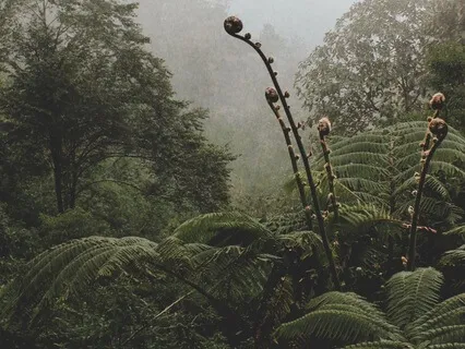 Tranquil Serenity Music