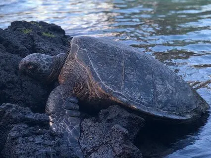 Tranquil Sound Meditation